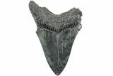 Fossil Megalodon Tooth - South Carolina #235707-1